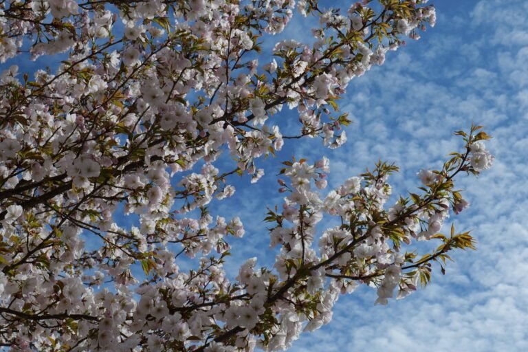 Where to Find Cherry Blossoms in Southern Sweden (2026)