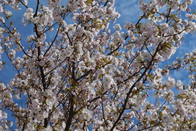 Love Cherry Blossoms But Hate Crowds? These Spots in Sweden Somehow Still Feel Like a Secret!