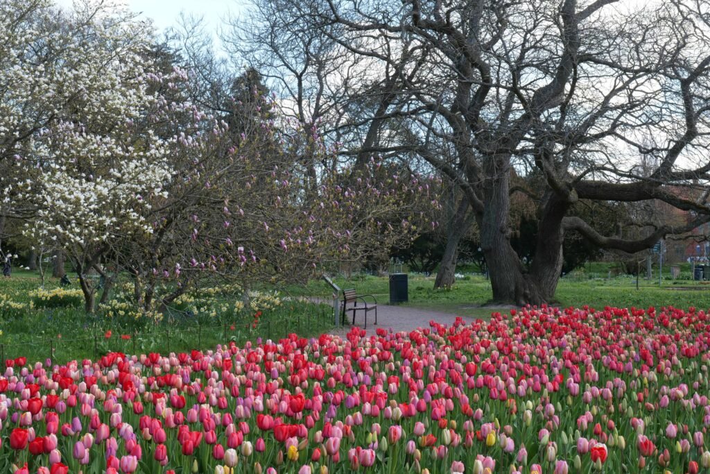 Blossoms and tulips in Lund!
