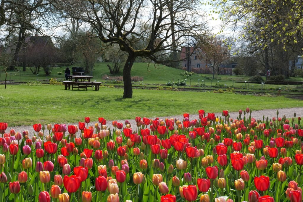 Lund Botanical Garden in spring