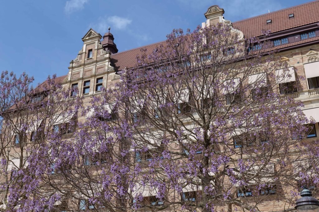 Blooms in central Malmö, near Lilla Torg!