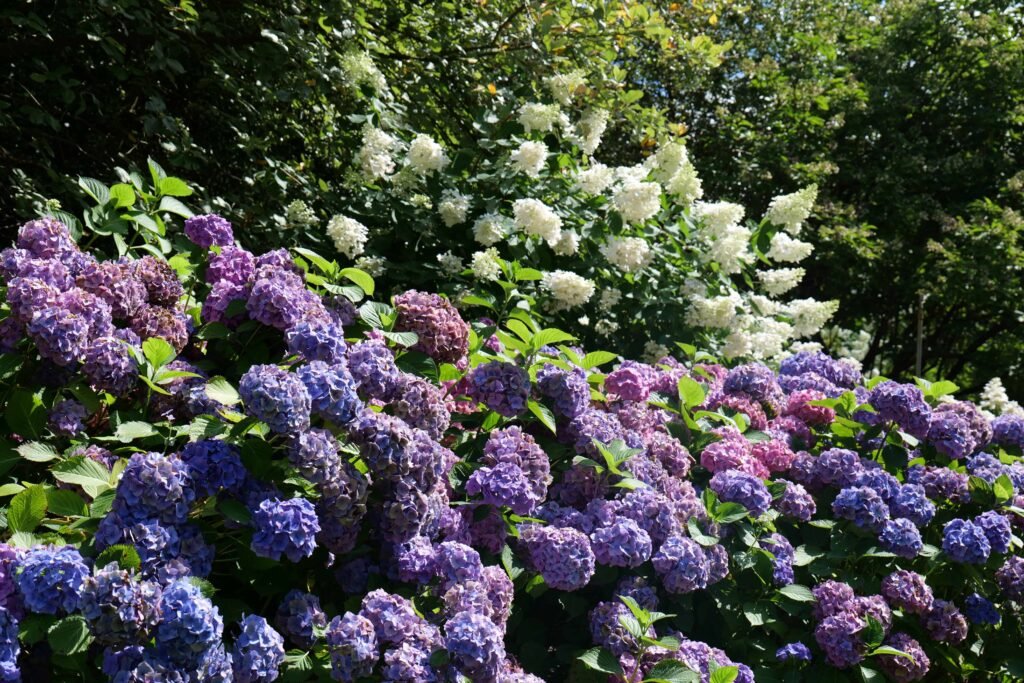 Beautiful summer flowers along the walk!