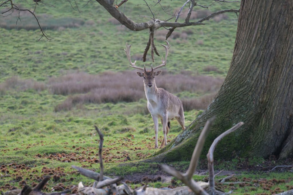 Deer in the grounds of Petworth!