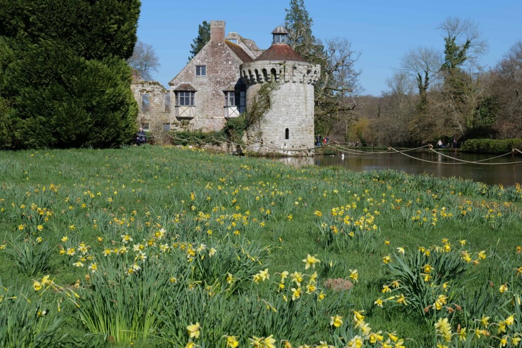 Daffodils at Scotney Castle in spring