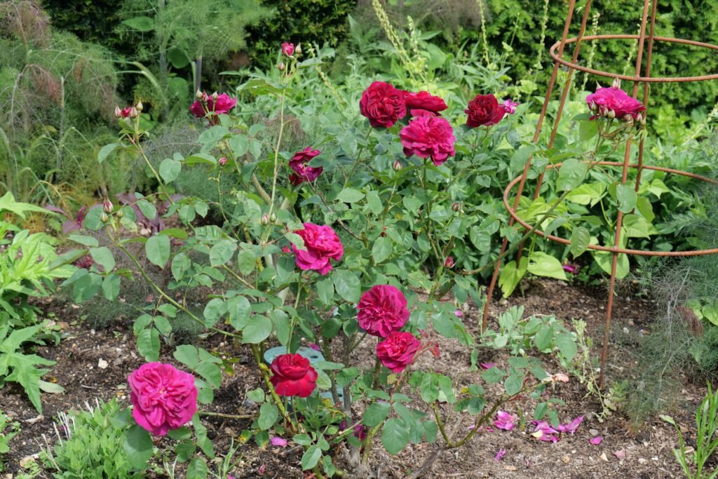 Early May roses at Altelhampton in spring