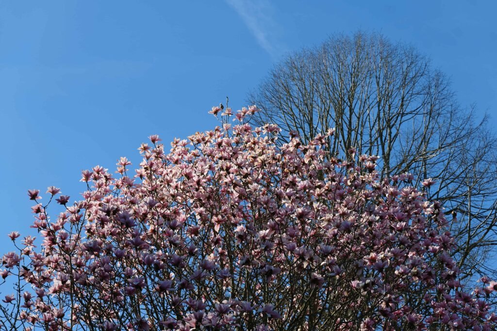 More spring colour at Scotney!