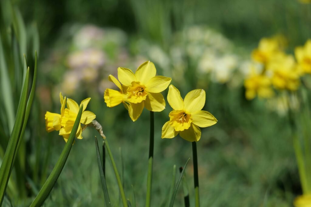 Beautiful daffodils in full bloom!