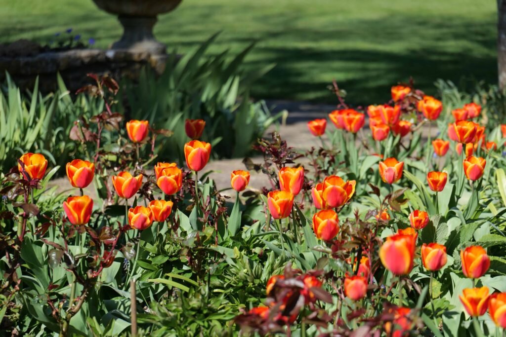 Tulips at The Courts Garden