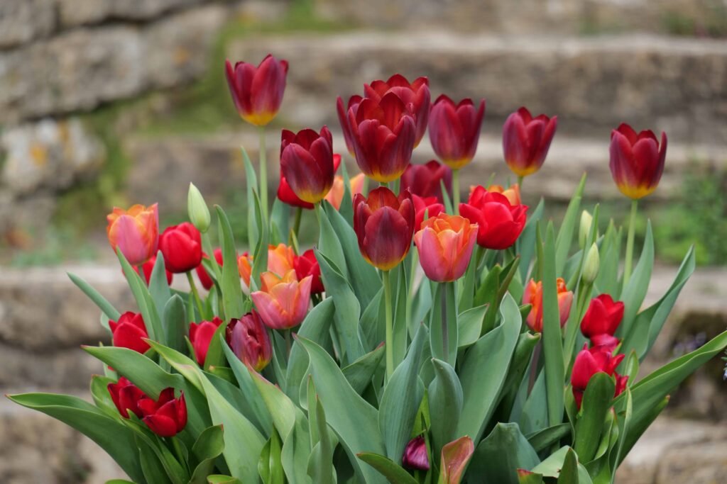 Stunning tulips in full bloom at Iford Gardens