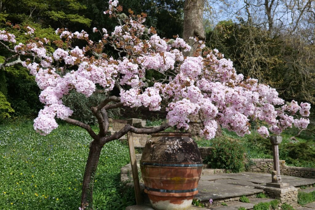 Blossom at Iford Gardens