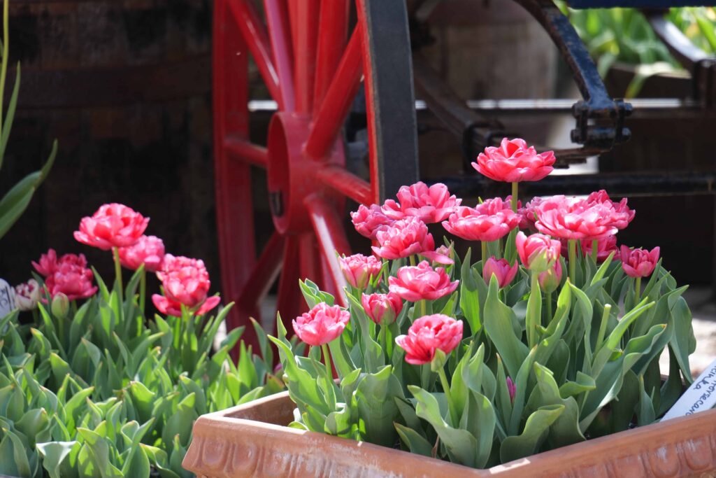 Pink tulips at Hampton Court