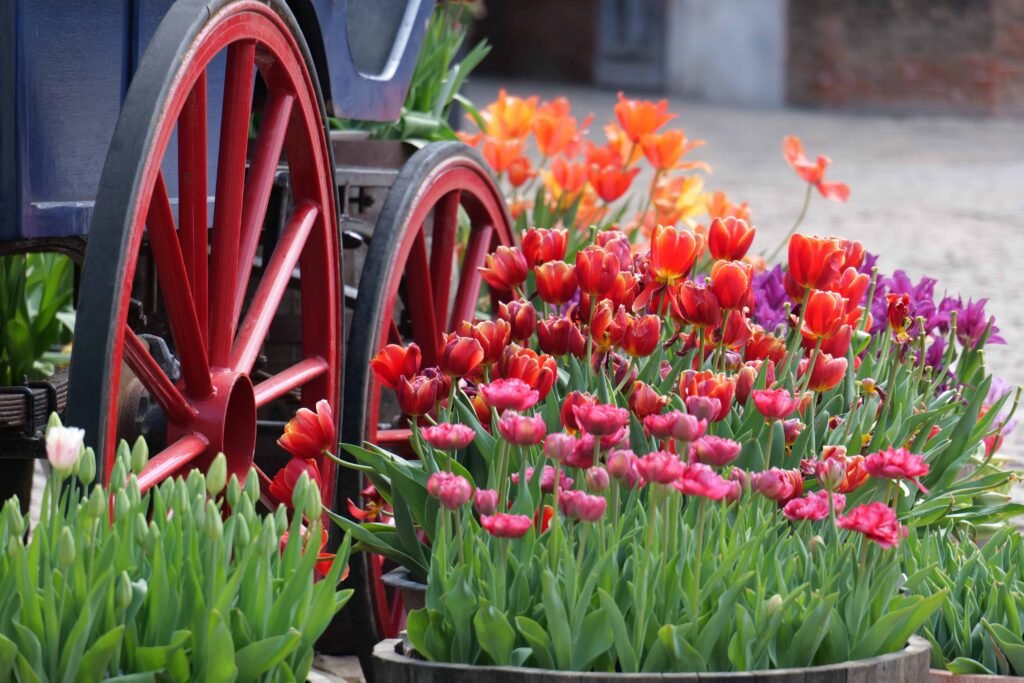 Different coloured spring blooms