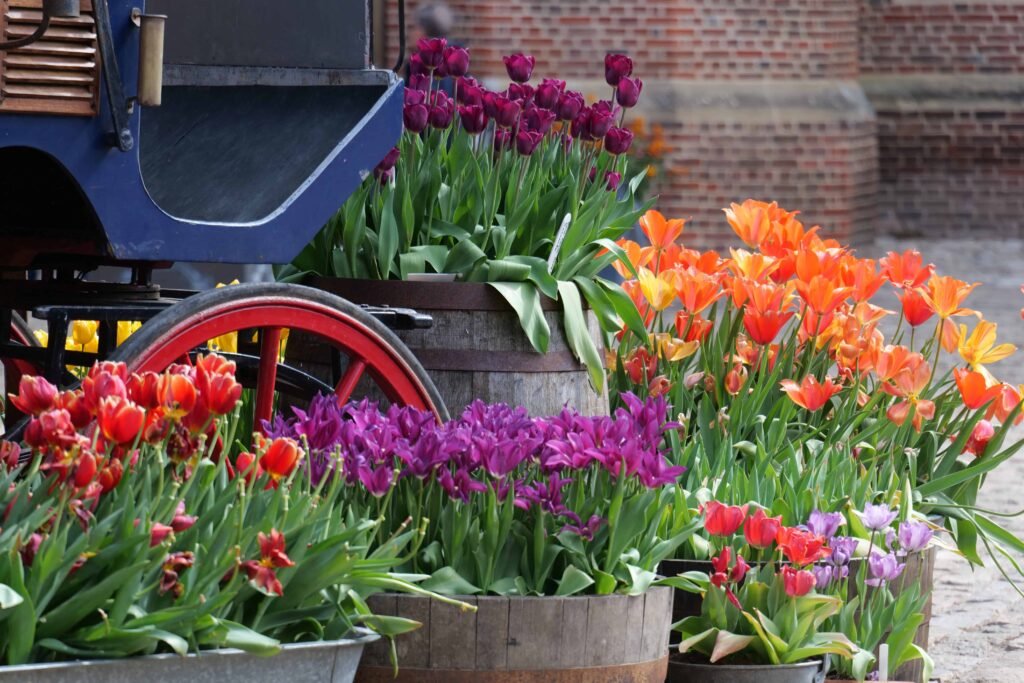 Beautiful displays of tulips in Clock Court!