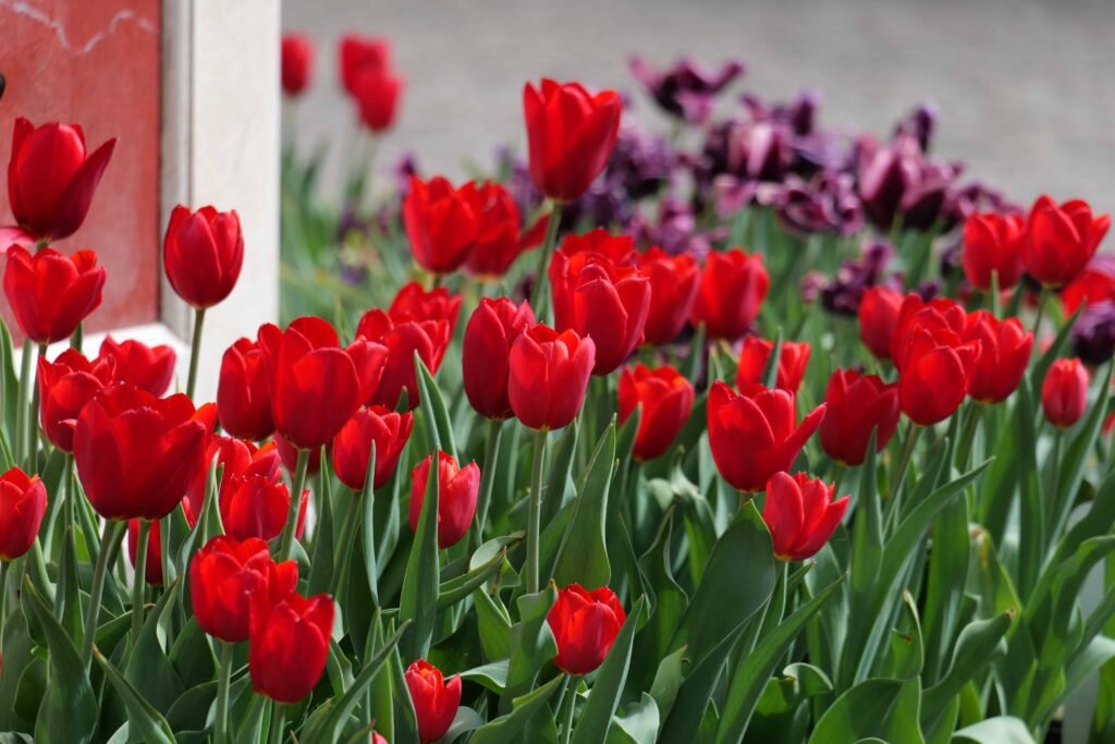 Classic red tulips at Hampton Court