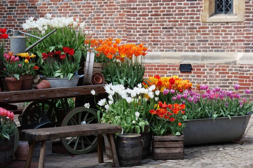 The incredible Hampton Court tulips!