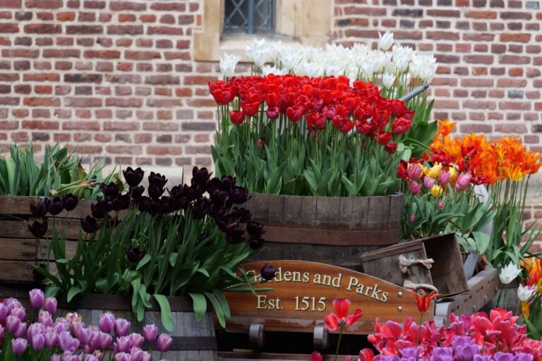 Hampton Court Tulips: An Easy Spring Day Trip from London