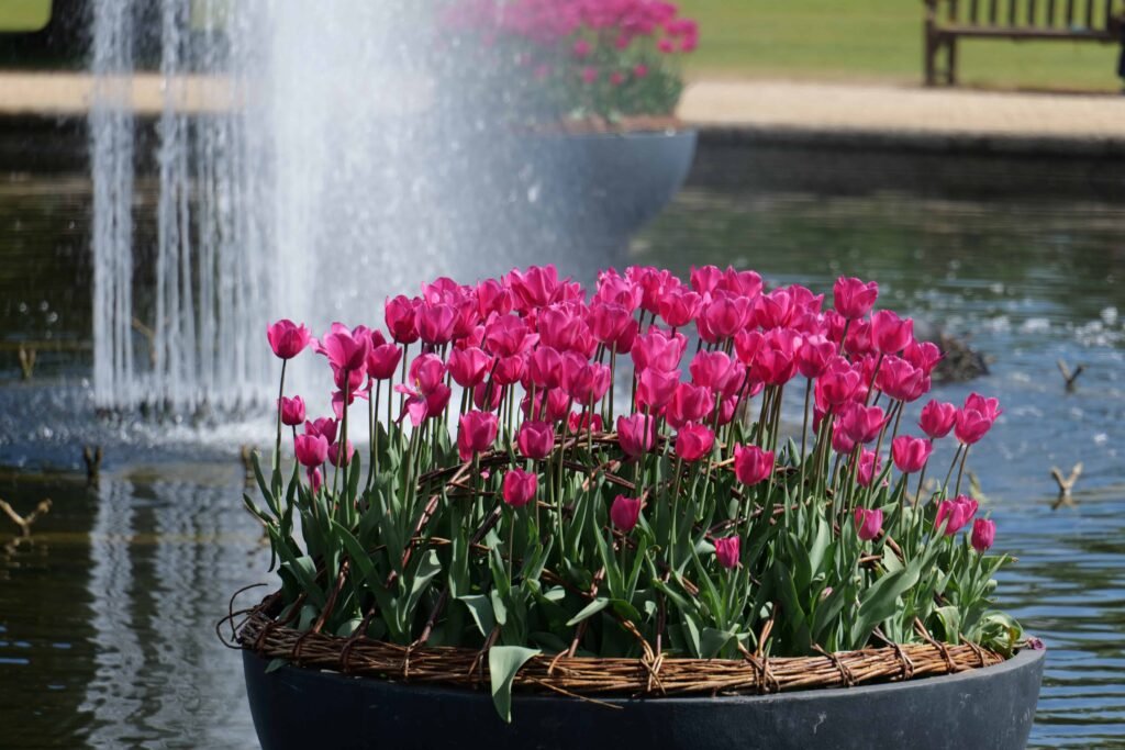 Pink tulips on the water!