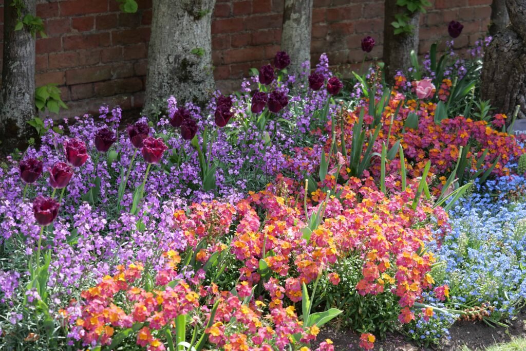 A closeup of the spring blooms and tulips along the Great Vine Border