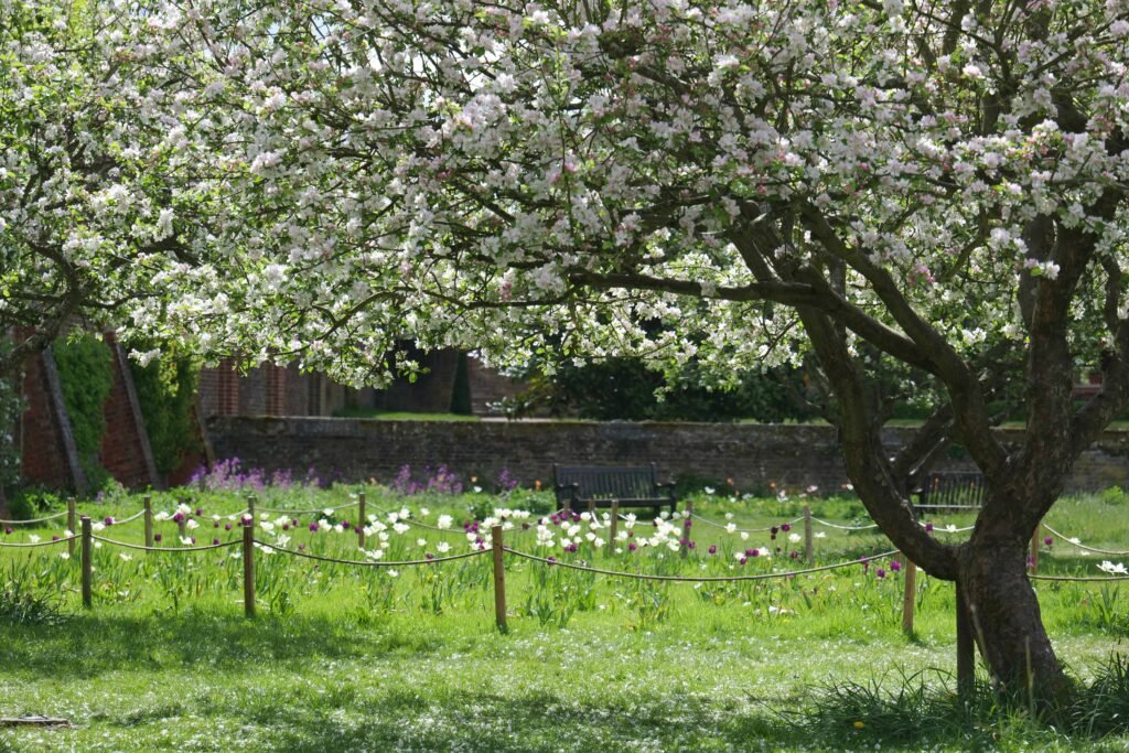 Sitting under the blossom tree in the Orchard Garden, with tulips blooming in the grass