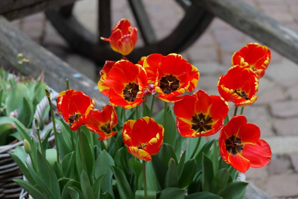 Stunning tulips in bloom at Hampton Court