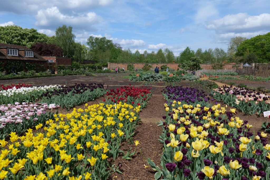 "Tulip fields" in the kitchen garden