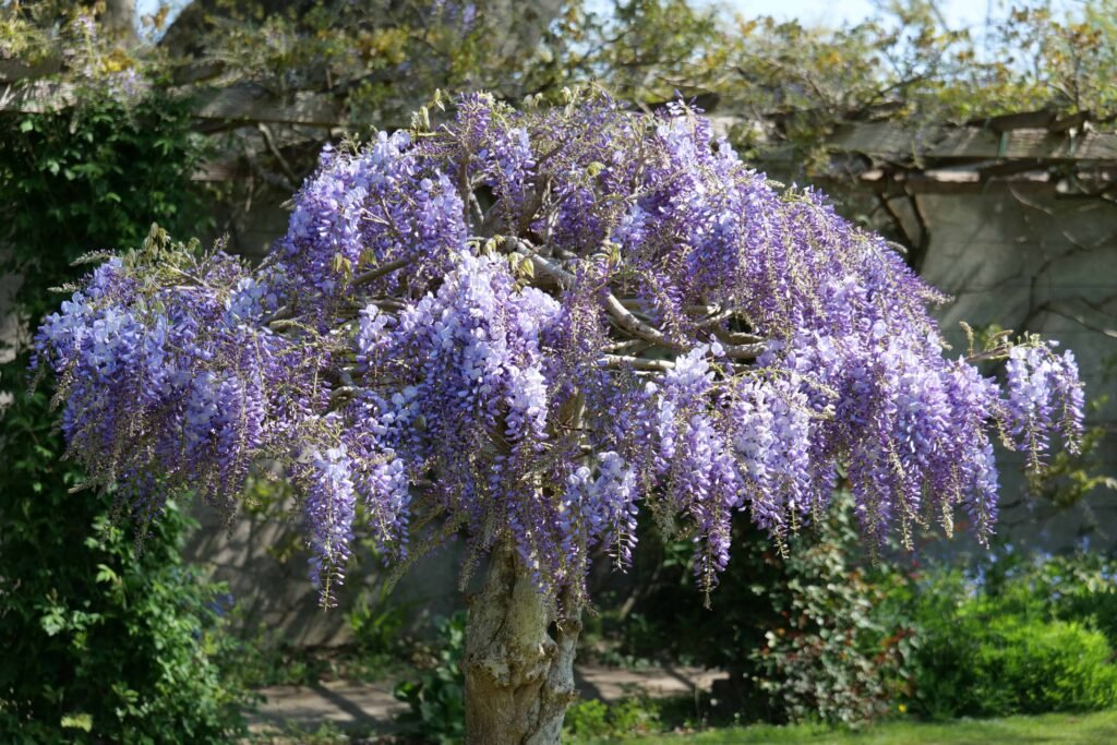 Wisteria at Hole Park - one of the prettiest spring gardens in England!