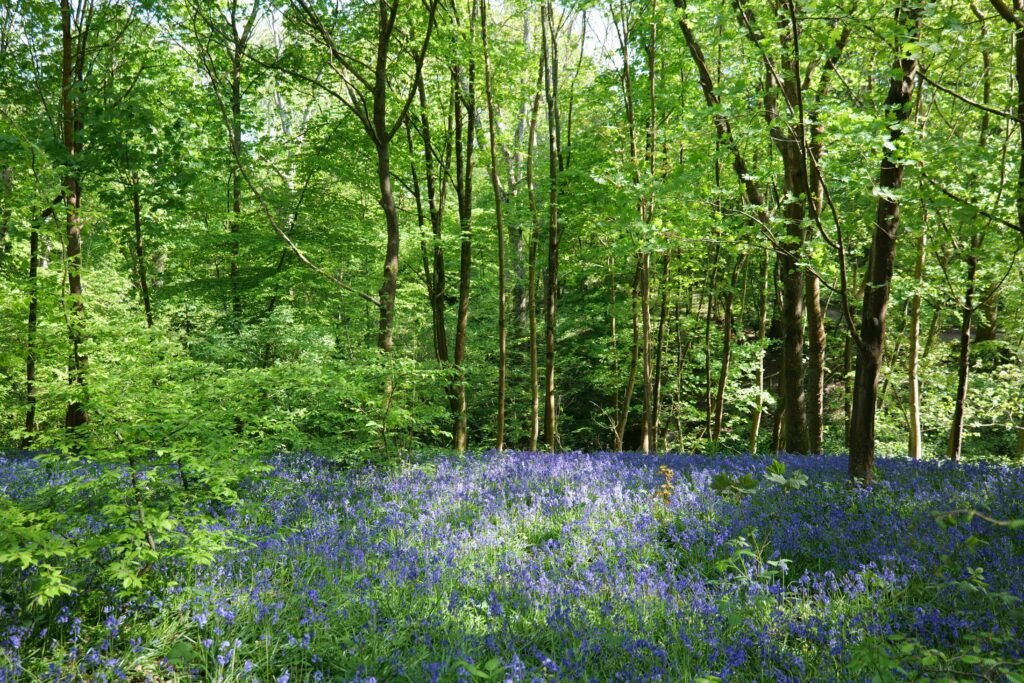 Hole Park's famous bluebell wood!
