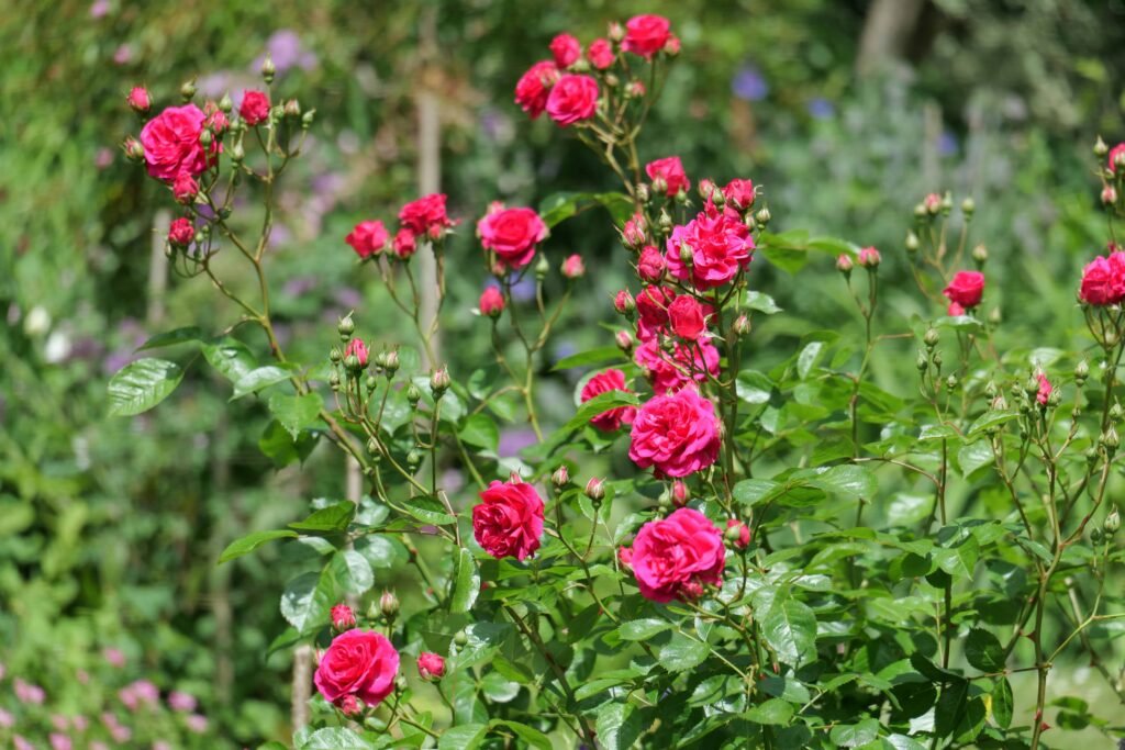 May blooms in the walled garden at Hartland Abbey