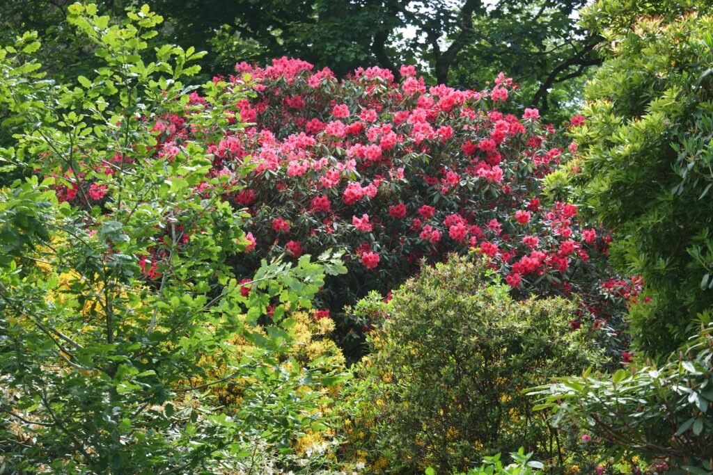 Vibrant spring shrubbery at Hartland Abbey in May!