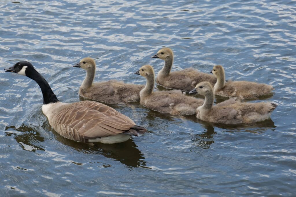 Late spring baby geese at Hever Castle!