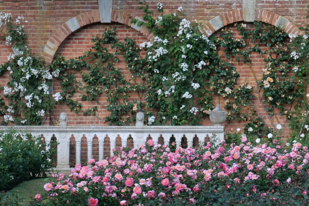 Hever's rose garden in early bloom in May