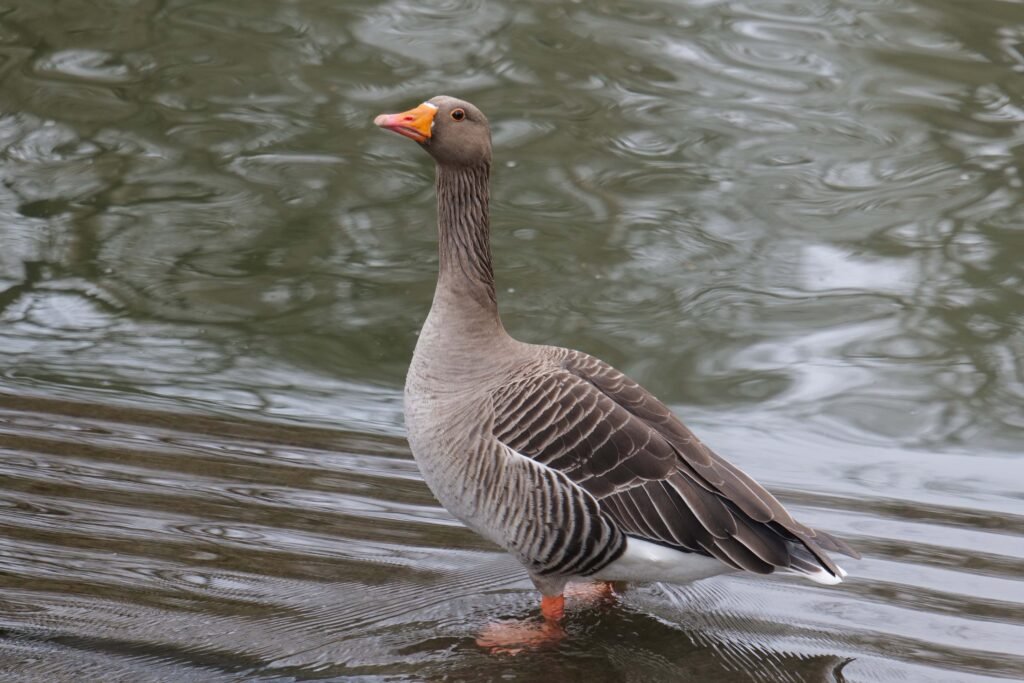 Leeds Castle is home to a rich variety of birdlife