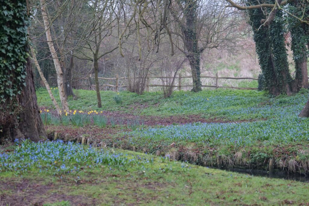 Early spring blooms in the Wood Garden