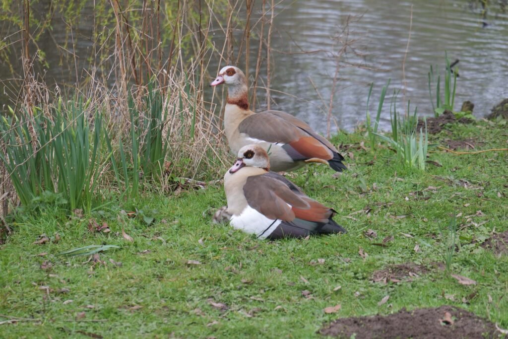 A mother and father protecting their babies
