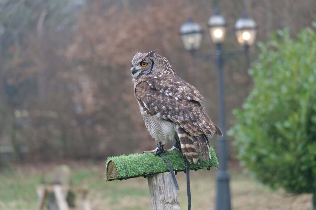 Alfie the Owl as part of the falconry display team