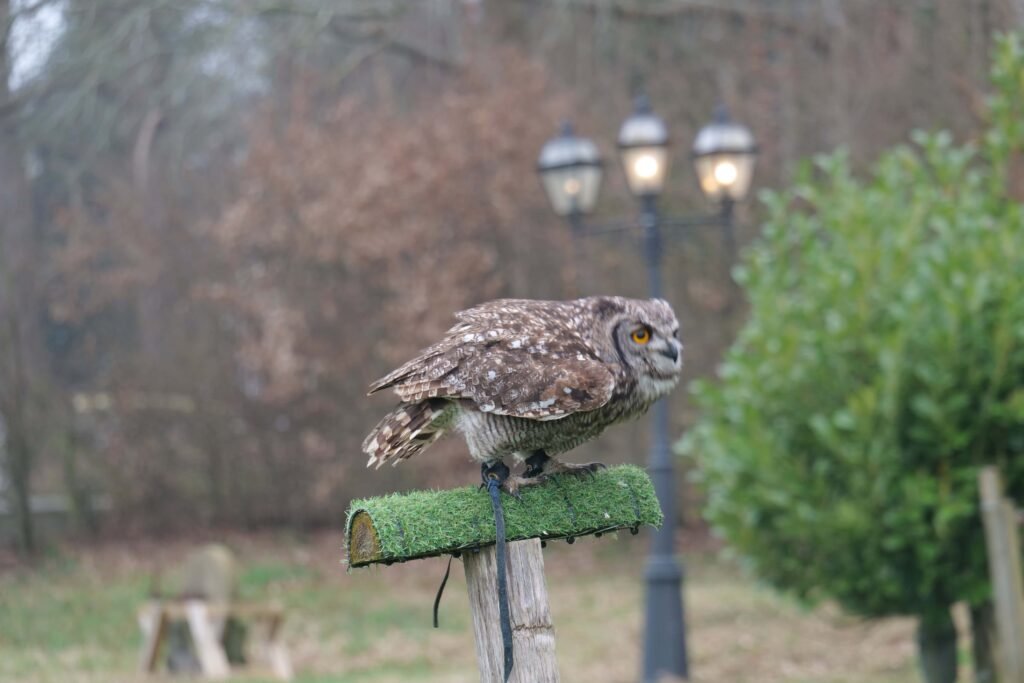 Alfie the Owl getting ready to take flight for the falconry!