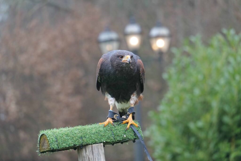 The birds of prey at Leeds Castle are truly majestic!
