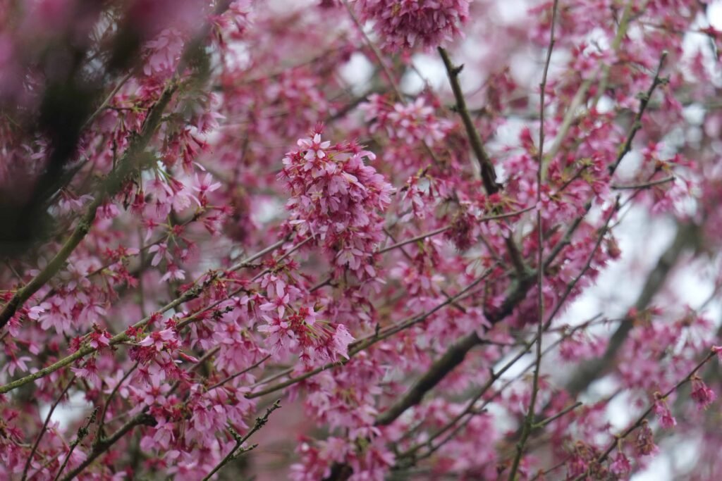 Spring blossom at Leeds Castle