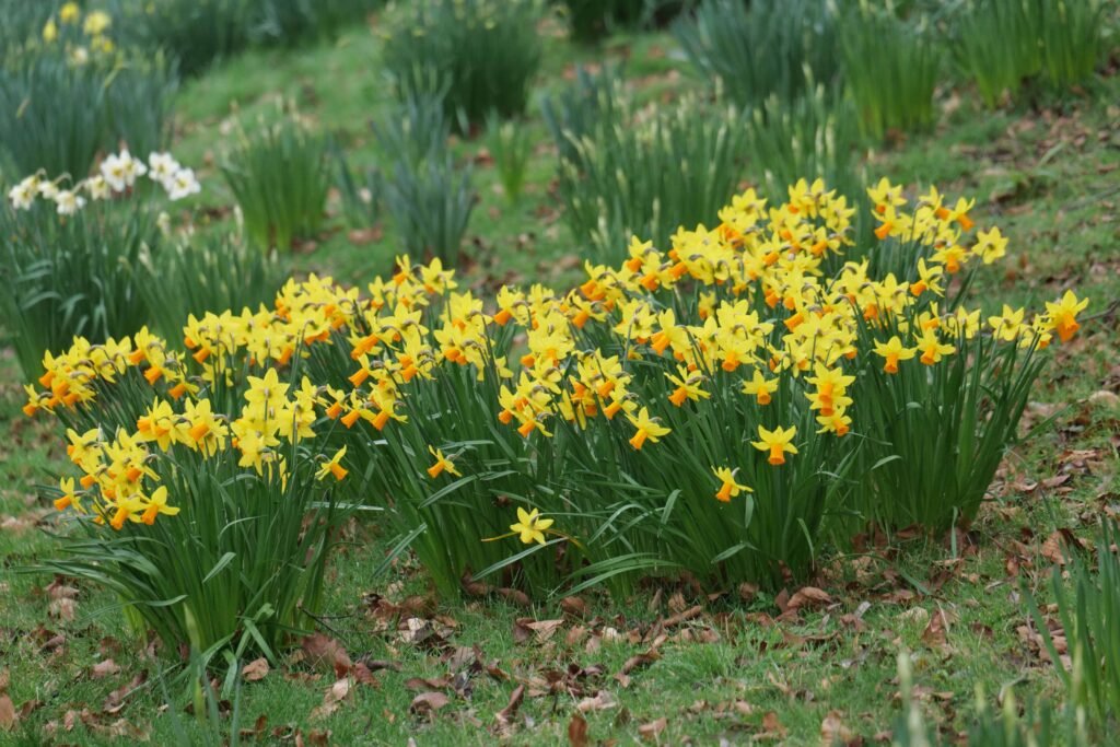 Daffodils at Leeds Castle in spring