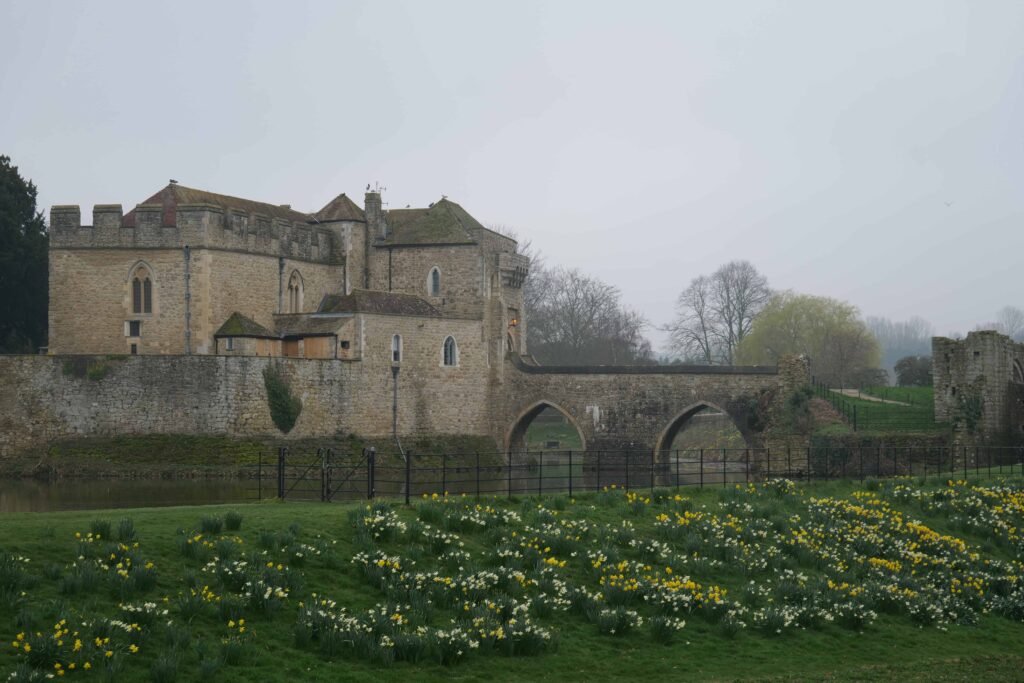 More spring daffodils along the main drive leading to Leeds Castle
