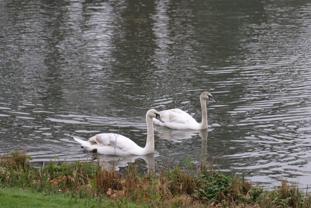 Swans at Leeds Castle