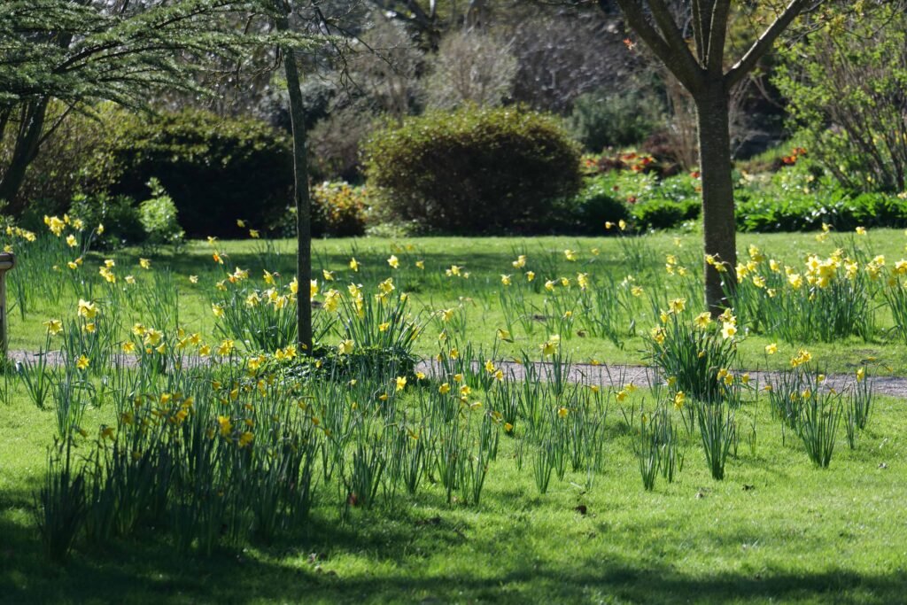 Sunny garden with blooming daffodils.