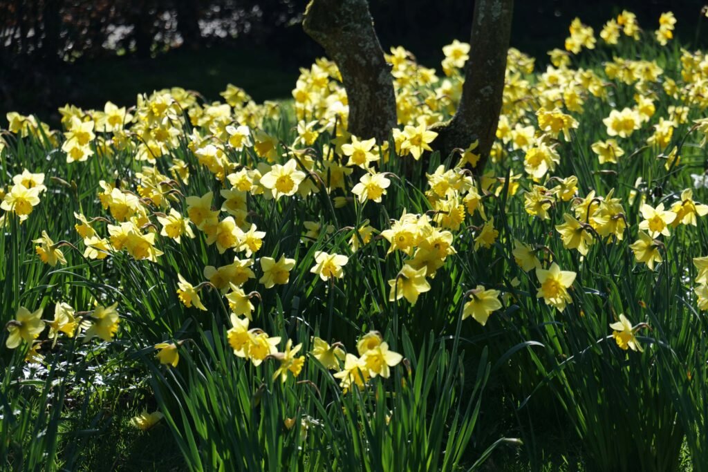 Vibrant yellow daffodils in bloom