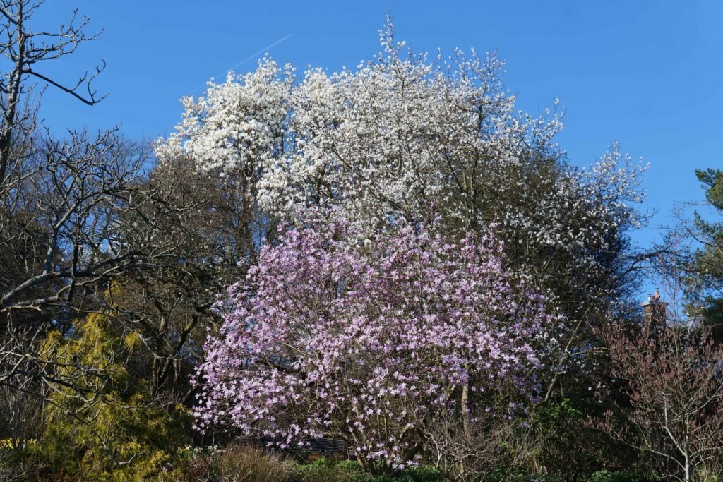 Blossom trees in bloom overhead