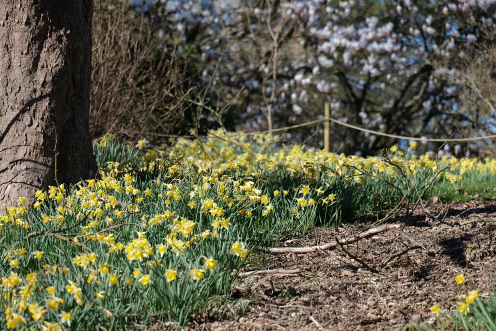 A quiet path lined with daffodils