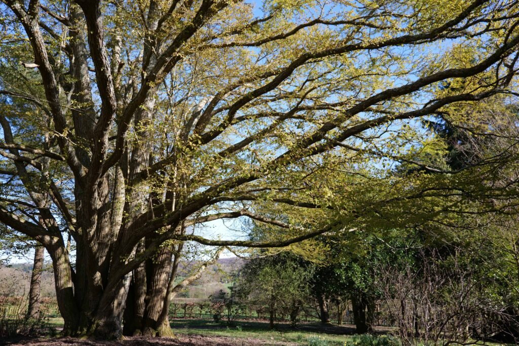 The first signs of green on the trees!