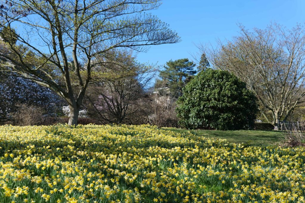 Carpets of daffodils at Emmetts Garden