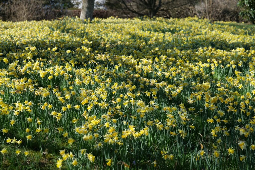 A carpet of daffodils in March!