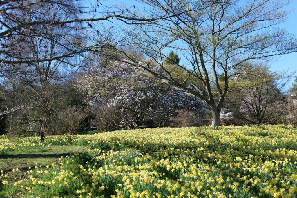 A carpet of thousands of daffodils in the South Garden