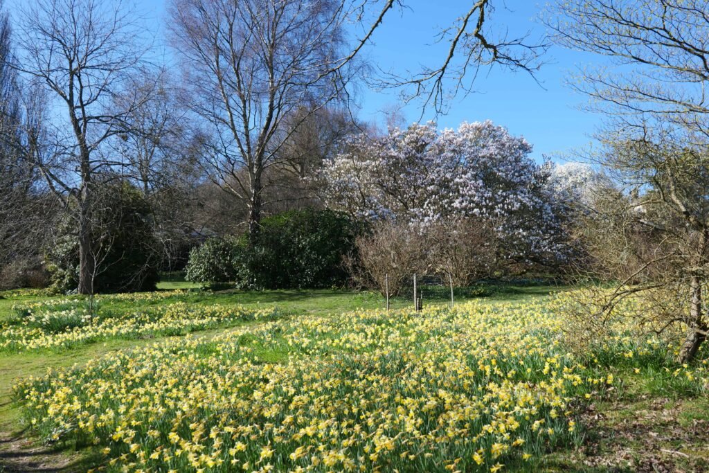 Daffodils and blossom at Emmetts Garden